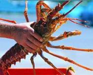 http://www.rawfish.com.au/images/southern-rock-lobster.jpg